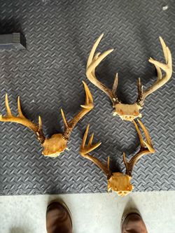 Deer Antlers Full racks – Lot of 3