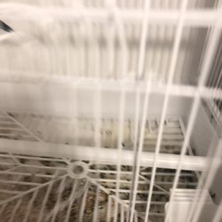 Real Live Parakeet For Sale With A But Of Food And Cage That’s Really Dirty B