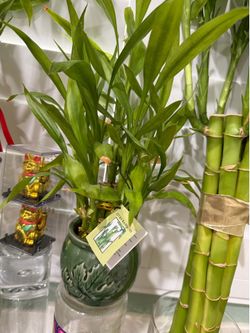 BUNDLE LUCKY BAMBOO GOOD LUCK FREE VASE