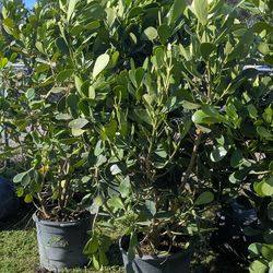 Huge Clusias over 6  Feet Tall Privacy Isolate Your Home From Noisy Neighbors