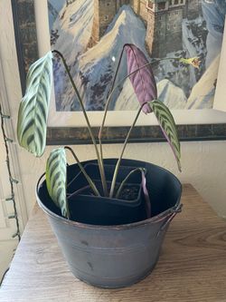 Houseplant in black metal tub