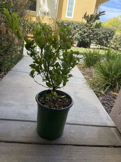 lime plant
