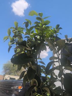 8 year old lemon tree, second year fruiting