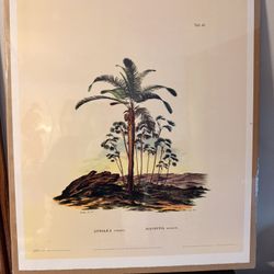 Attalea Compta & Prickly Ita (Mauritia Armata) Palm Trees Collotype