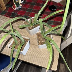 Aloe Vera Pups 