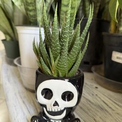 ♥️Cute Haworthia Succulents👉COMES AS SHOWN IN THE PICTURE