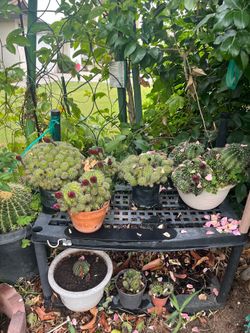 Cactus blooms