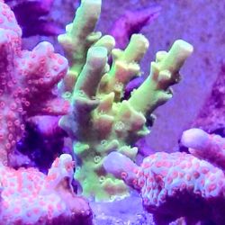 WD Aquarium Decoration 