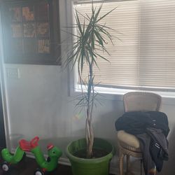 About a 6 foot tropical bamboo plant beautiful