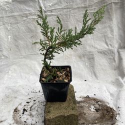 Juniper Bonsai Start