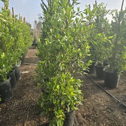Indian Laurel 