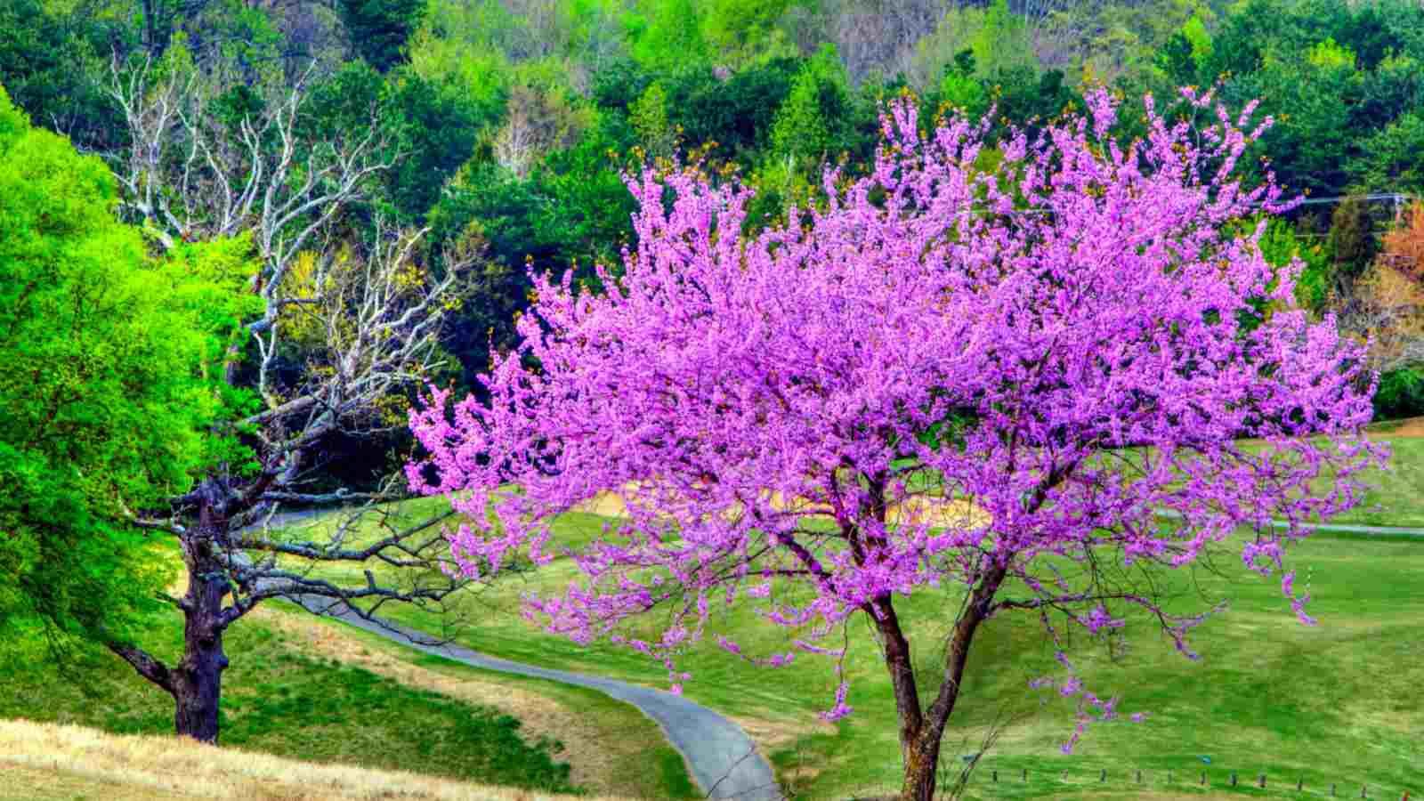 Eastern Redbud Trees —