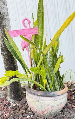 Snake plants