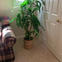 Silk Tree
