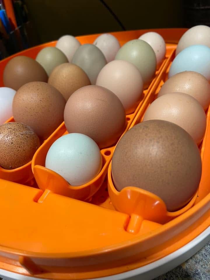 Fresh Organic Eggs In Renton