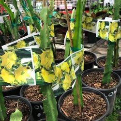 Colomban Yellow Dragon Fruit Seedling Plant Pack 2 Plants