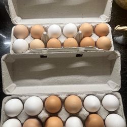 Fresh Eggs