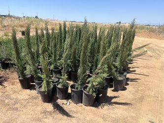 Spartan Juniper For Sale 5 Gallon Container