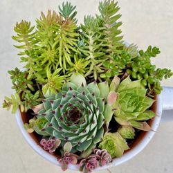 Outdoor Succulent Mug. Sammamish, Beaver Lake