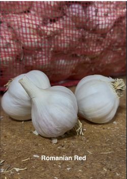 Romanian red garlic
