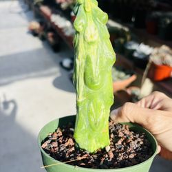 Boobies Cactus Variegated