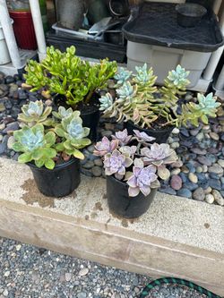 Gallon Succulent Plants