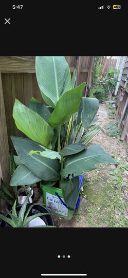 Canna Lily