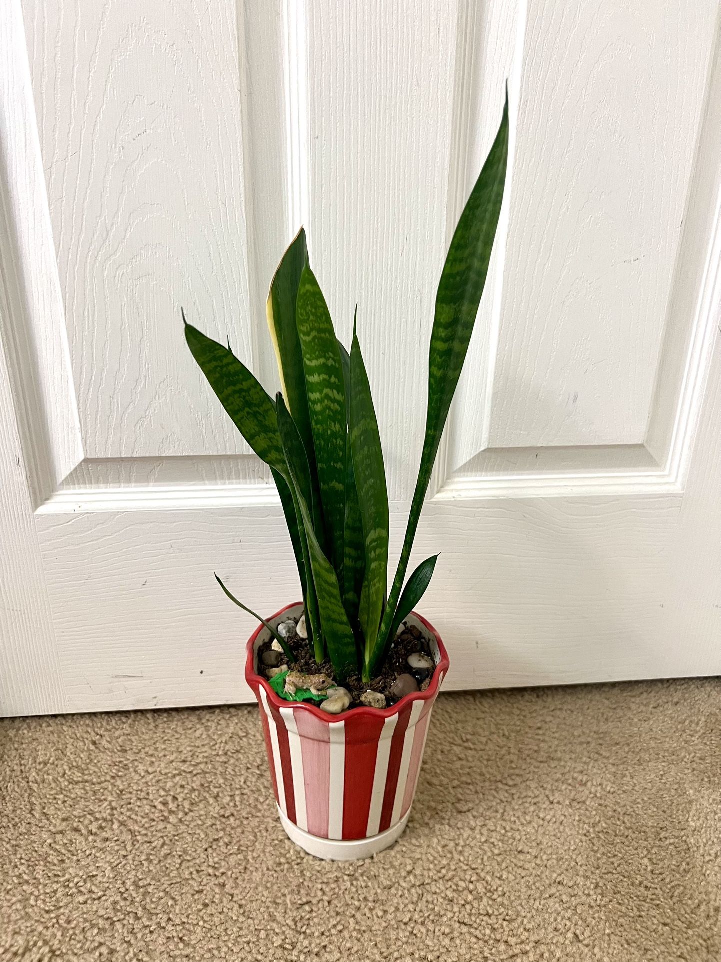 Snake 🐍 Plant 🪴
