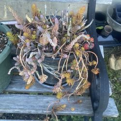 Serium Succulents With Ceramic Pot
