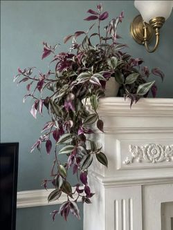 Lush Trailing Tradescantia Stripe Purple Plant/ Indoor Plant/ House Plant/ flower patio garden