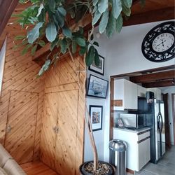 Extremely large 12' tall Schefflera arboricola tree plant with pot.