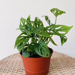 Swisss Cheese Vine Plants 