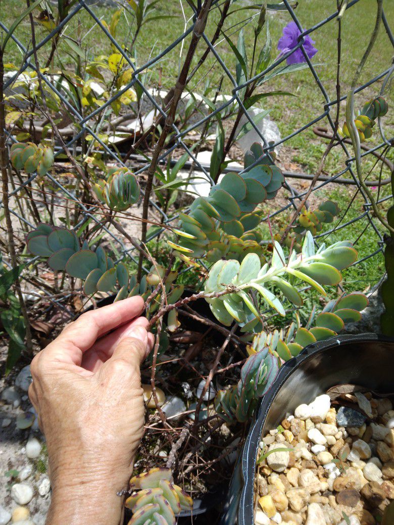 Rare Kalanchoe Panamensis Marneirs Marnierna Succulent 6" Cutting 