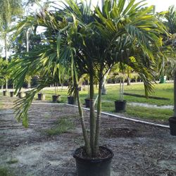 PRICE REDUCED! CHRISTMAS PALM IN 15 GALLONS 5' FEET TALL WITH MULTIPLE TRUNK FOR ONLY $50! ONLY A FEW LEFT
