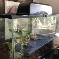 Terrarium Reptile Snake Python 