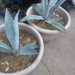 Agave Plants Take Both For $20