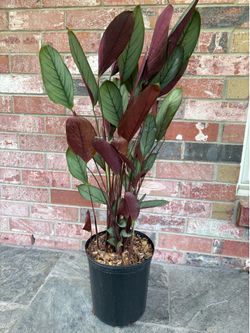 Ctenanthe setosa 'Grey Star' plant