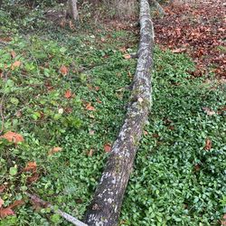 Free maple fire wood log