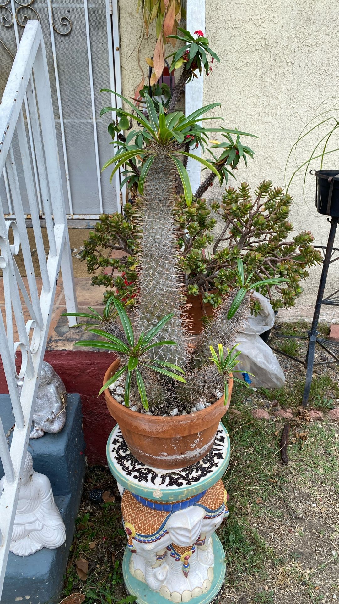 MADAGASCAR PLANT