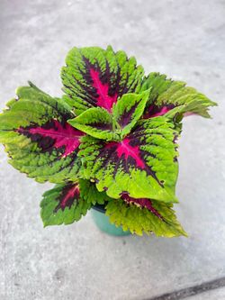 Kong Jr Coleus Plant Outdoor