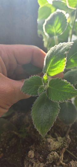 2 Nautilocalyx Adenosiphon Cuttings For Terrarium And Vivariums