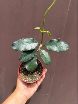 4” hoya glóbulosa
