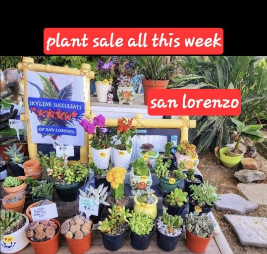 SUCCULENTS. BUDDHA TEMPLE. RARE KOREAN SALE THIS WEEK SAN LORENZO