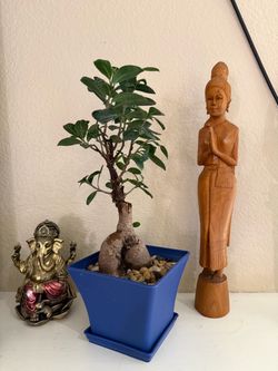 Live Ginseng Ficus Bonsai Tree (Please read full description)
