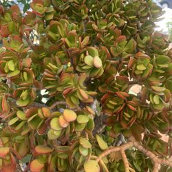 Jade Plant Beautiful 15 Gallon Container 