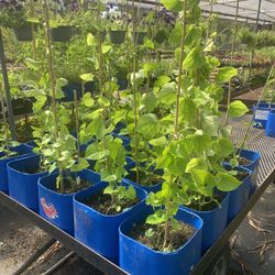 PIPER LANGUM & PIPER NIGARA 