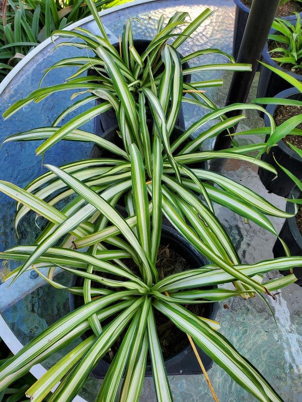 Spider Hanging Plants for Sale in Anaheim, CA OfferUp