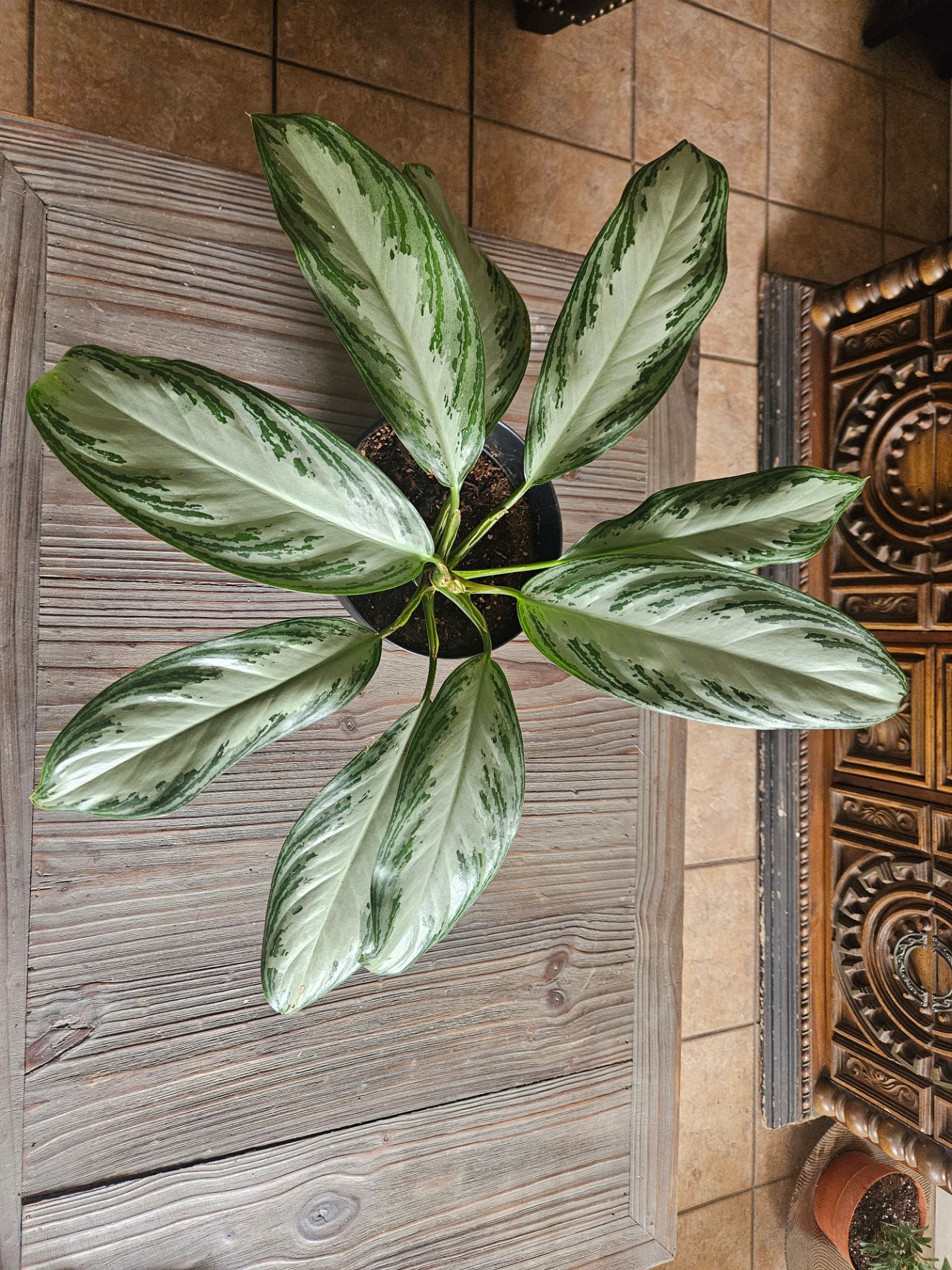 Chinese Evergreen