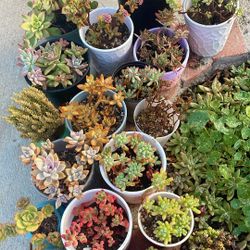 Succulent Plants