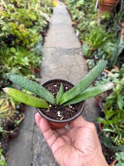 Gasteria Ox Tongue Succulent